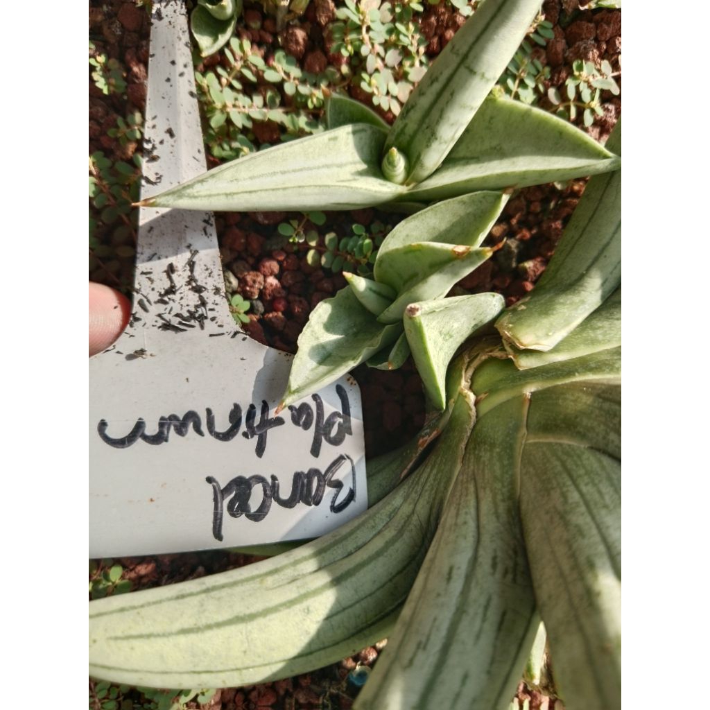 sansevieria 5rb boncel platinum / tanaman lidah mertua murah
