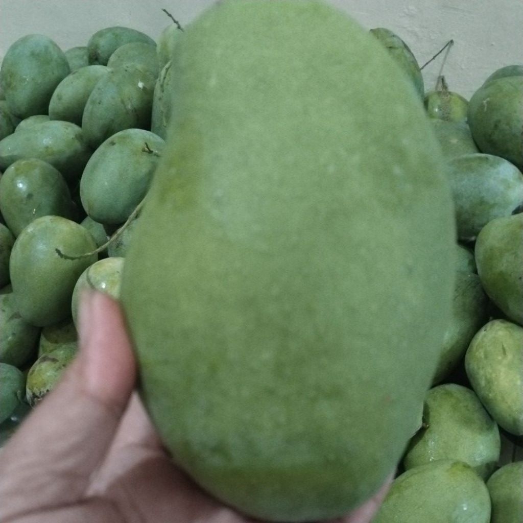 1 kg mangga gadung muda super fresh, besar.
