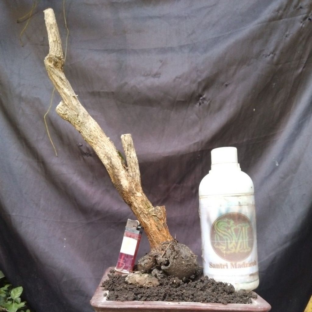 Bahan Bonsai Kemuning Dongkelan, Medium Slanting The Maxx 30 cm real pick