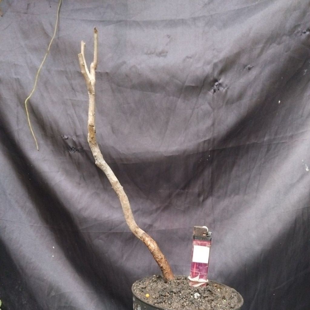 Bahan Bonsai Dongkelan Buni/ Wuni meliuk Cakep Prospek Medium The Max 30cm Size real pick