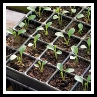 Tray Semai Trai Semai Alat Semai Tempat Wadah Penyemaian benih Bibit Tanaman KHUSUS GOSEND