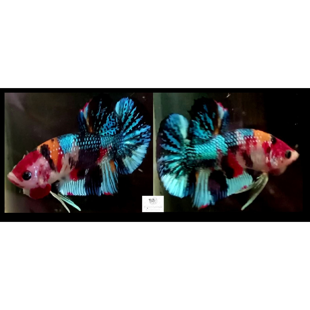 Ikan Cupang Halfmoon Plakat HMPK Nemo Fancy Koi Multicolor, Bonus Pakan, HMPKNFKM01