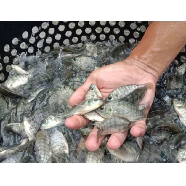Ikan Nila Hidup
