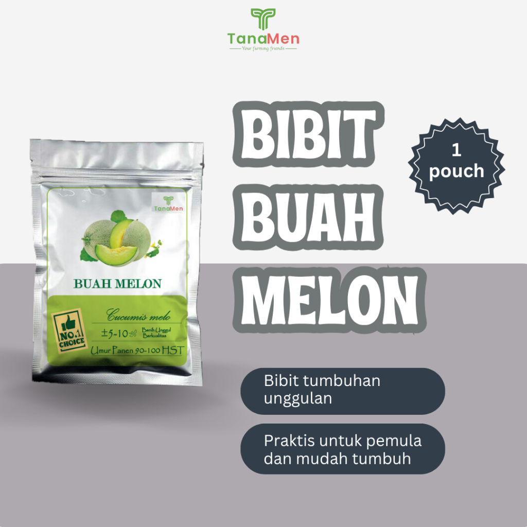 Tanamen Bibit Buah Melon Honey Bibit Unggul Berkualitas