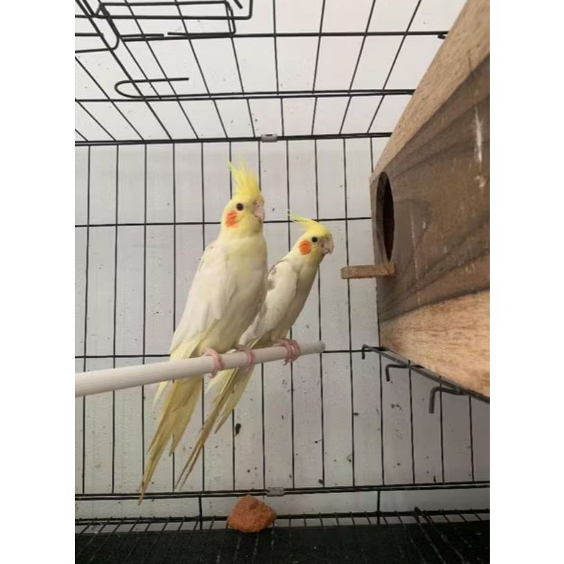 Burung paruh bengkok falk australia burung parrot lucu jantan/betina