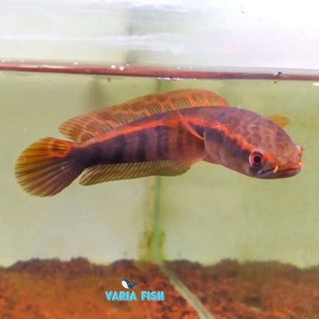 Red Barito 3-6cm (makan pelet)