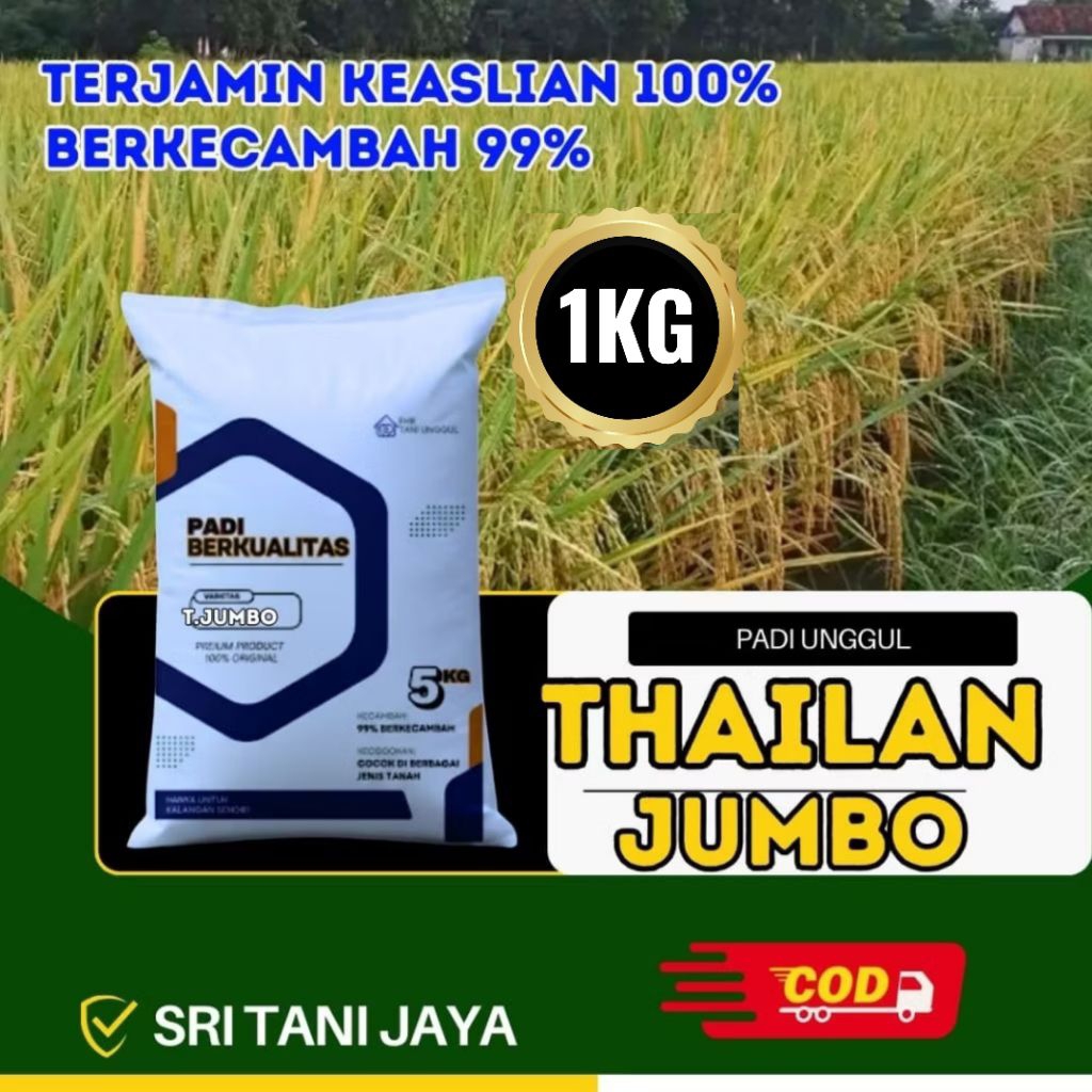Benih Padi Bibit Padi Thailand JUMBO Kemasan 1KG Premium