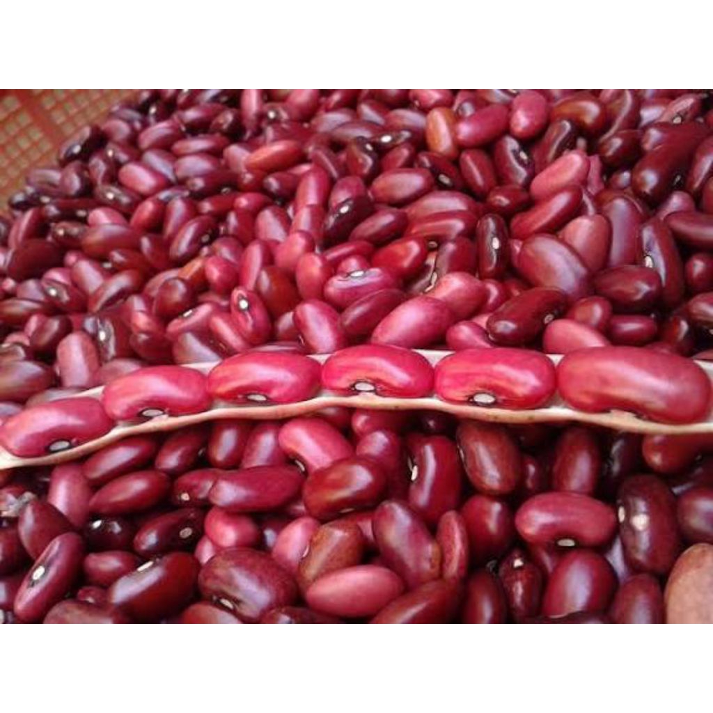 KACANG MERAH Joglo /Es kacang merah/bibit kacang merah /kacang sop
