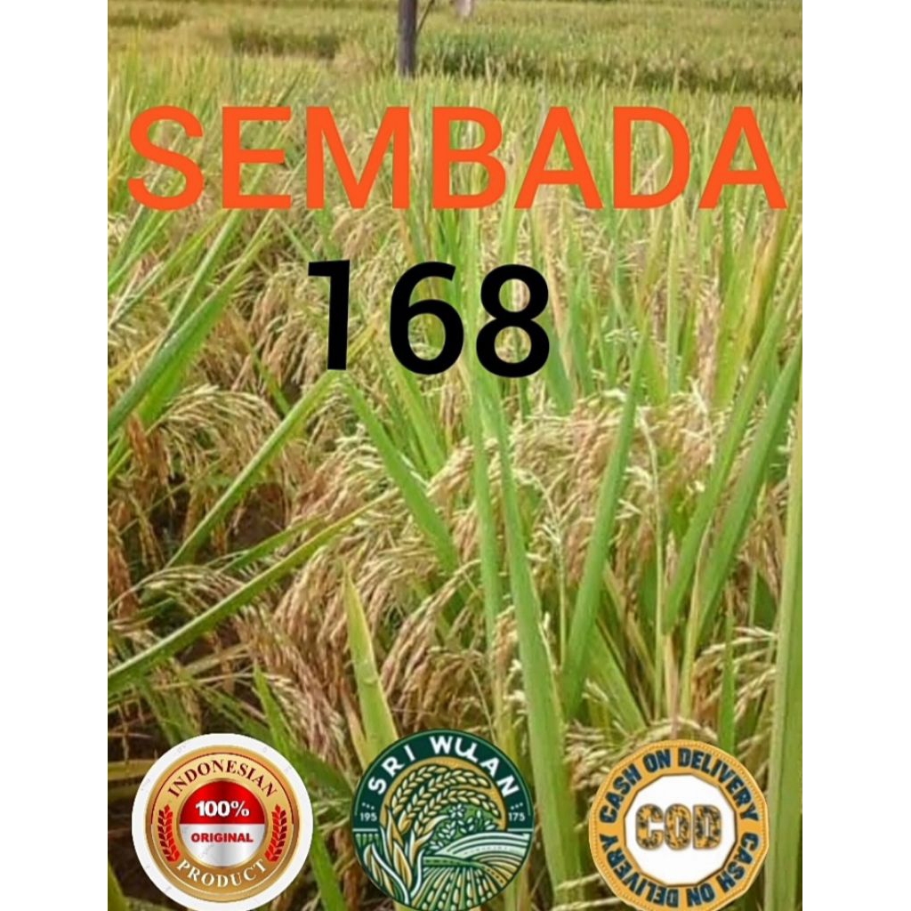 BENIH PADI KUALITAS UNGGUL SEMBADA 168 KEMASAN 5KG