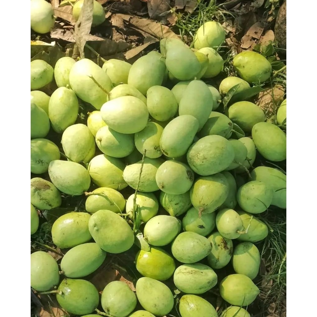 mangga dermayu mangga indramayu muda cocok buat rujak perkilo gram