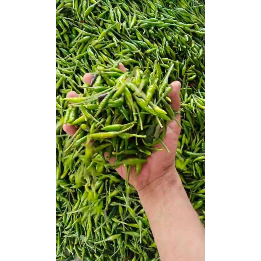 COD Cabe Rawit Ijo fresh 1 kg, Rawit Cirebon