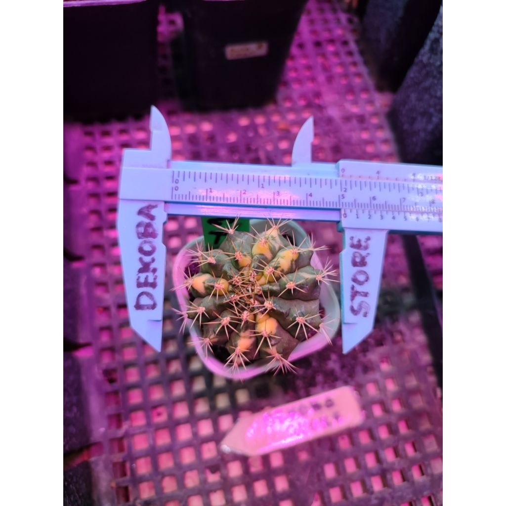Tanaman hias hidup kaktus gymno miha Lucky Yellow #LY 1
