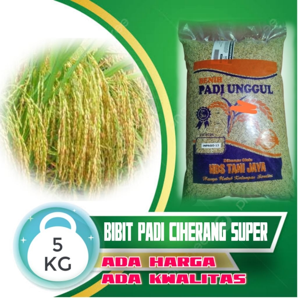 BIBIT PADI VARIETAS CIHERANG SUPER KEMASAN 5KG