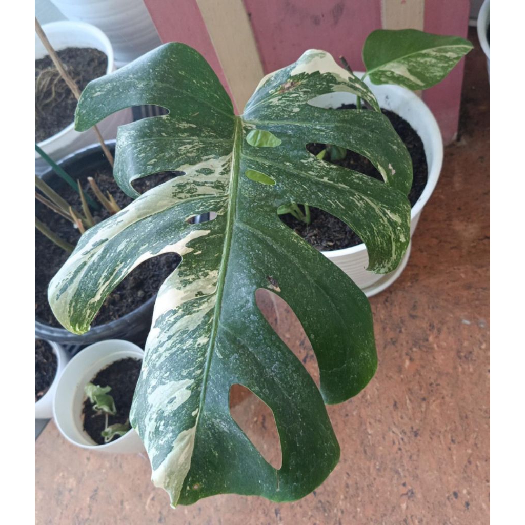 Monstera Variegata ekonomis