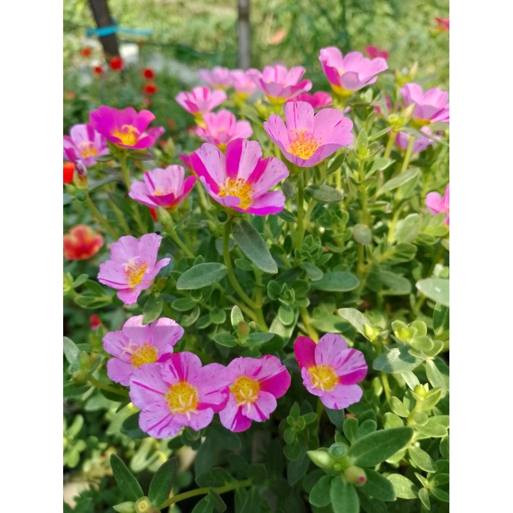 bunga krokot,duna miranda