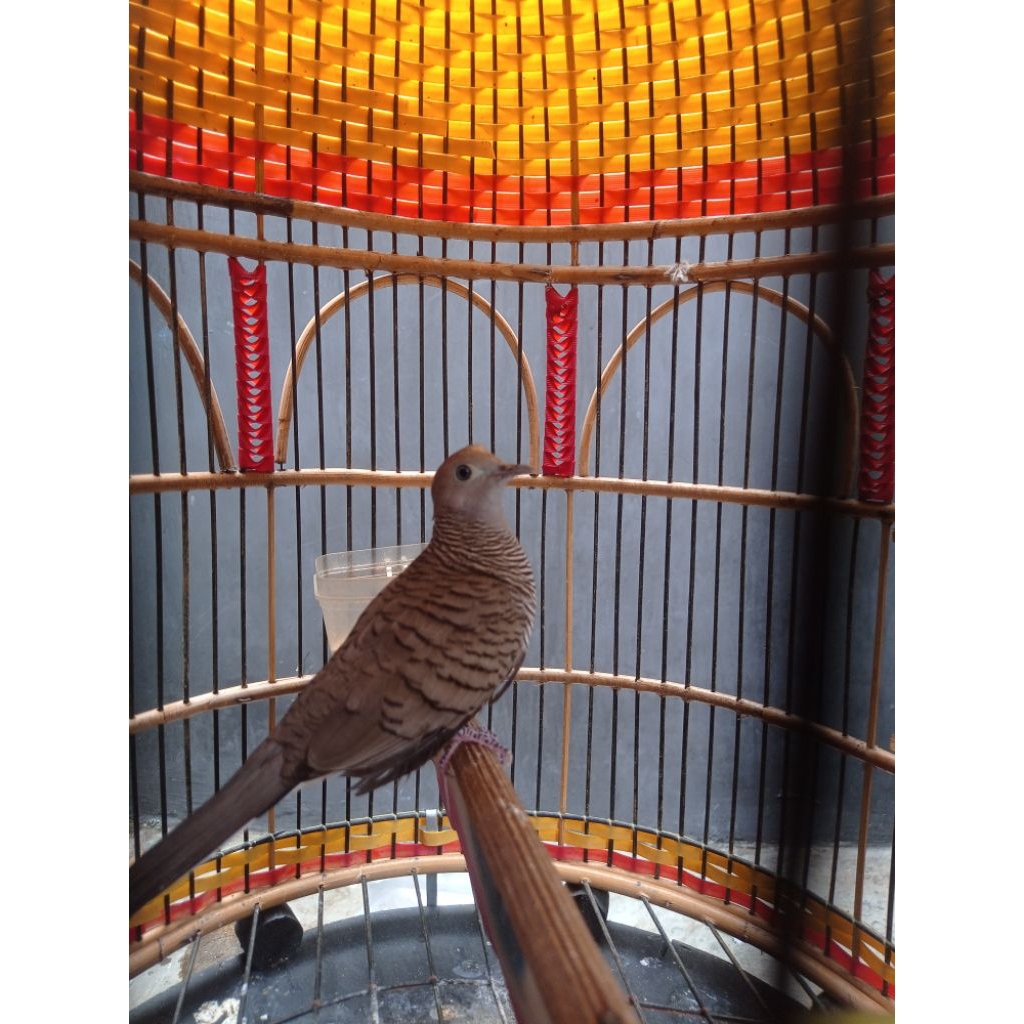 Burung perkutut lokal katuranggan Bodronoyo badranaya