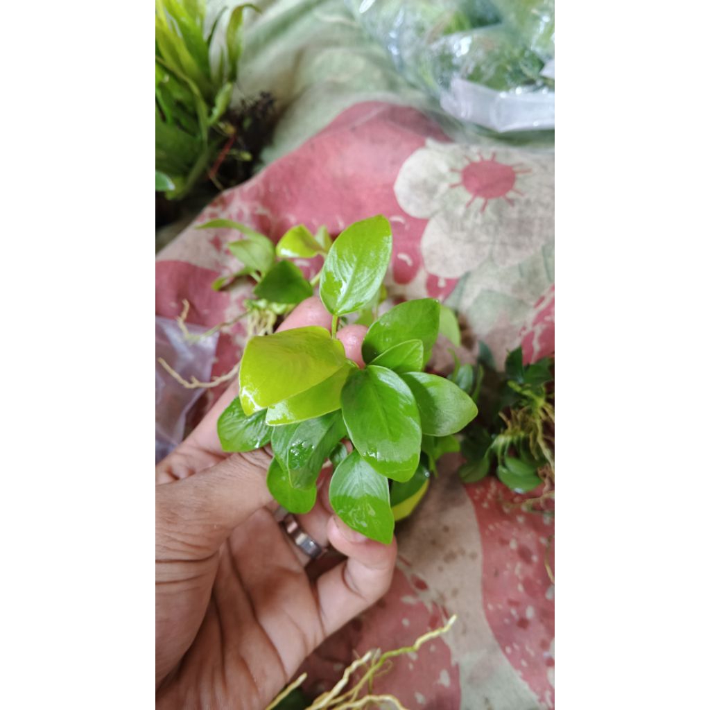 Anubias_gold_Aquascape