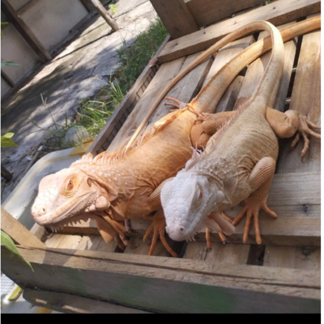 koleksi red albino iguana indukan siap ternak