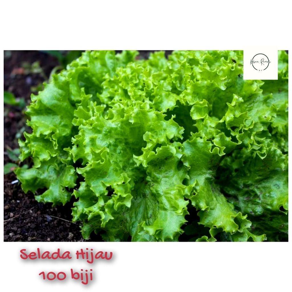Benih Selada Hijau