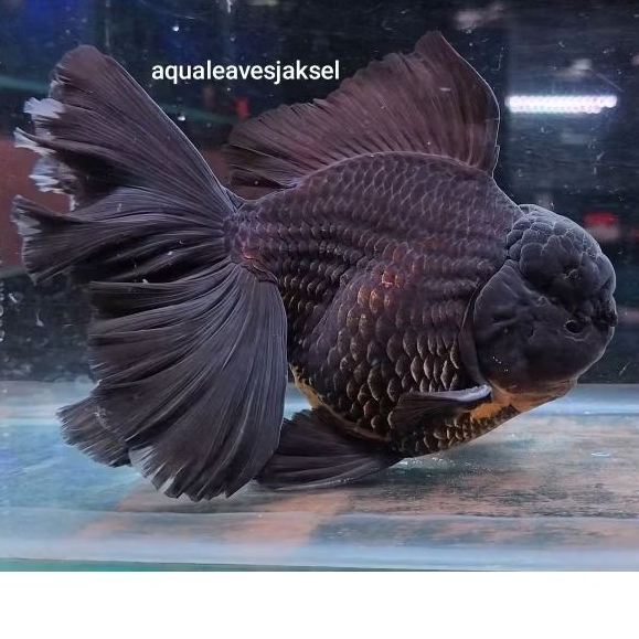 ikan koki oranda butterfly tail black jumbo