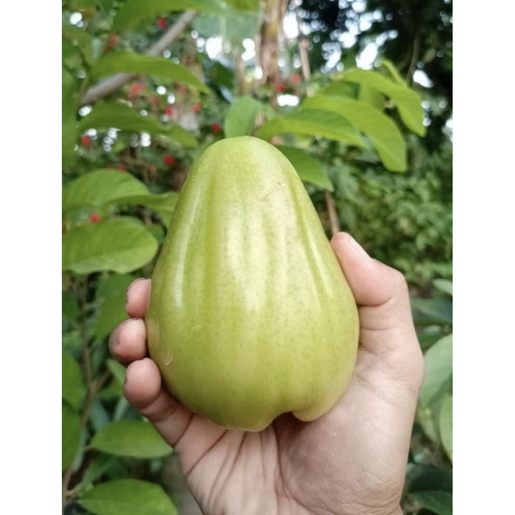 Bibit Jambu Air Salju