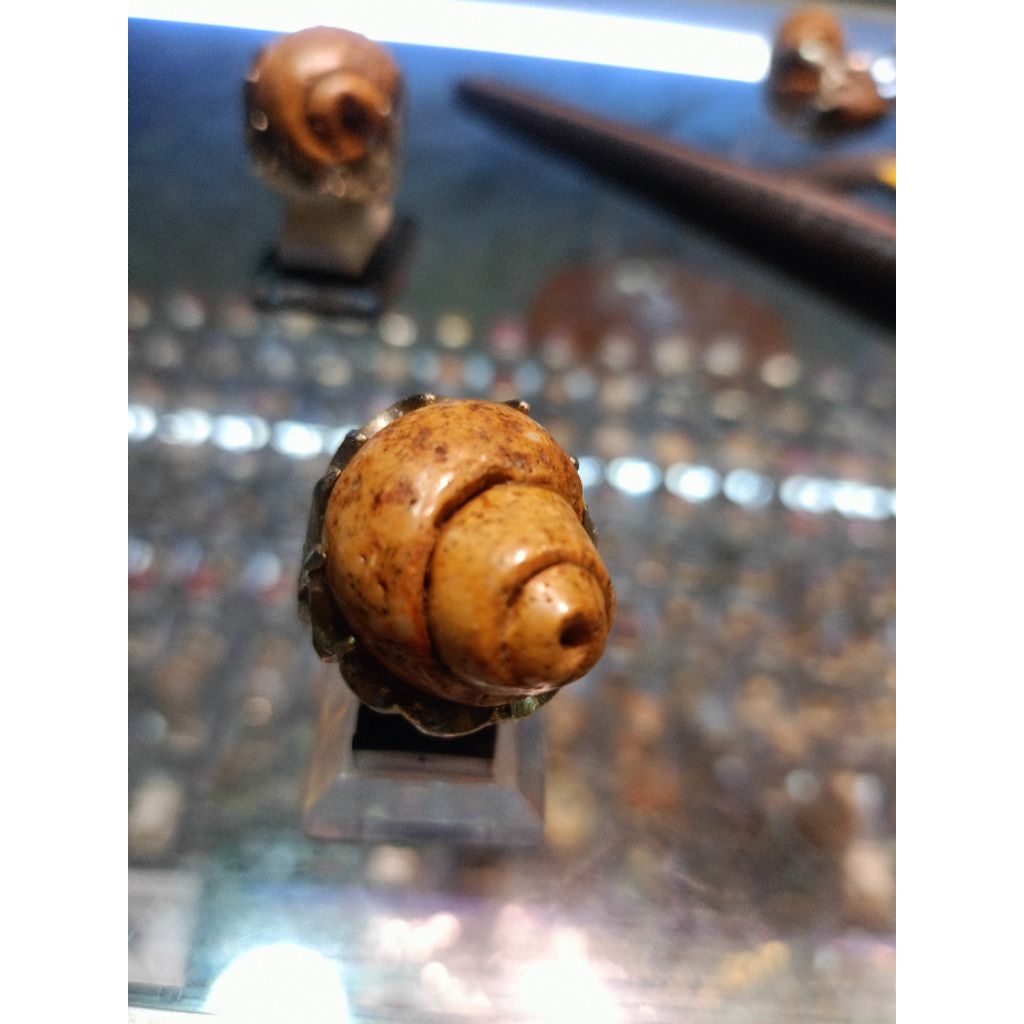 Cincin Fosil keong/ Kol Buntet natural