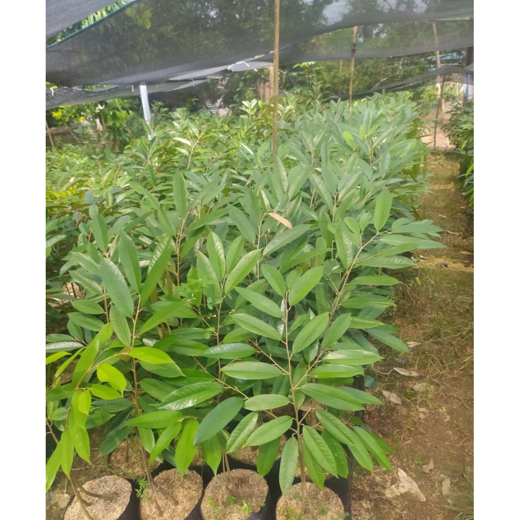 bibit durian bawor kaki 3