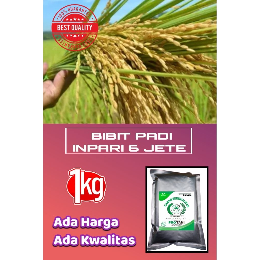 BIBIT PADI VARIETAS INPARI 6 JETE KEMASAN 1KG