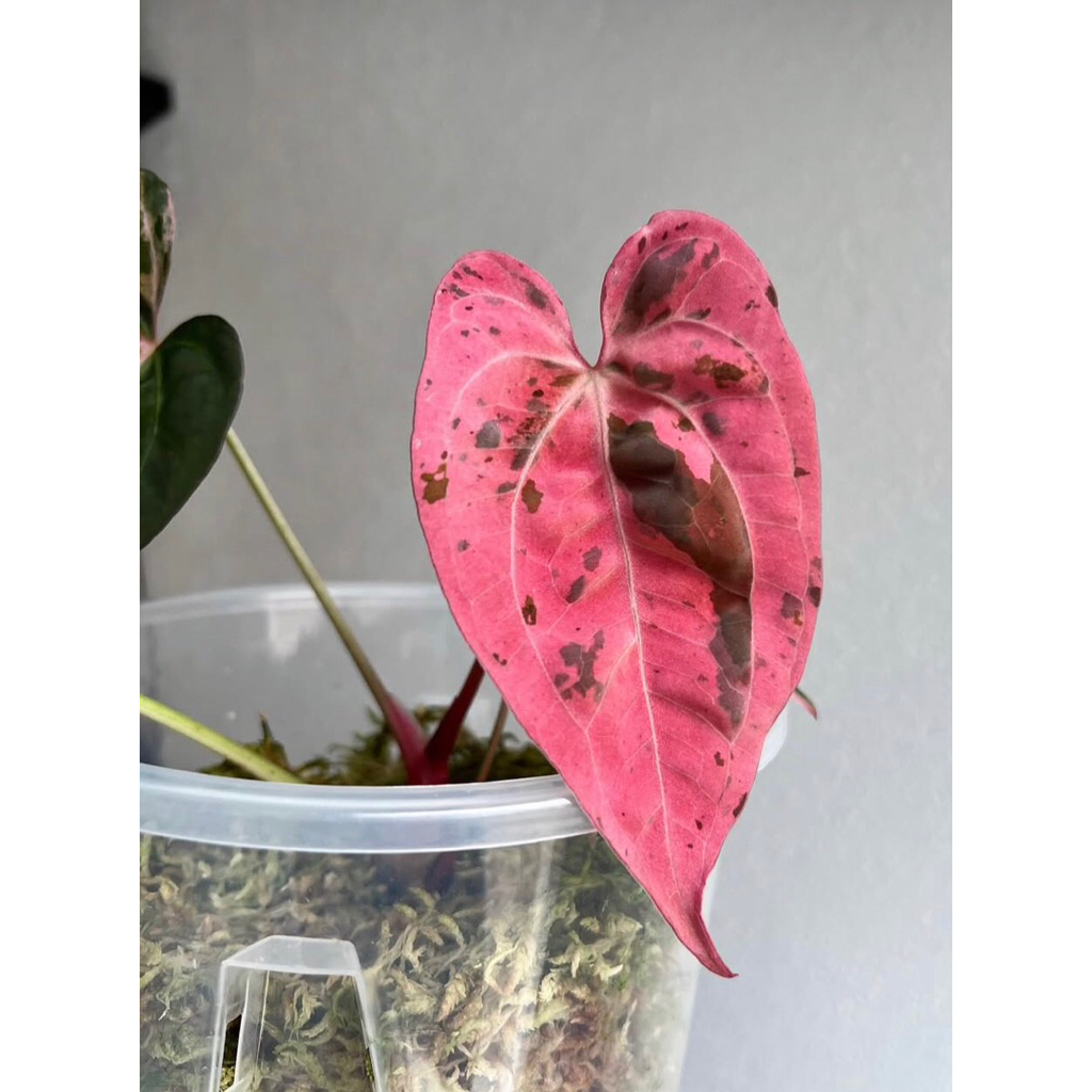 Anthurium Varigated Sexy Ping - Tanaman Hias Kuping Gajah Varigata Ping Baby