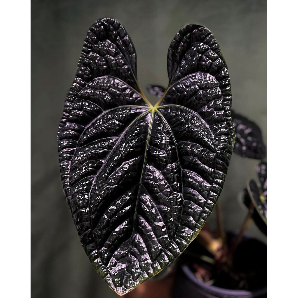 Anthurium Luxurians X Red spider hybrid Baby - Kuping Gajah luxurians