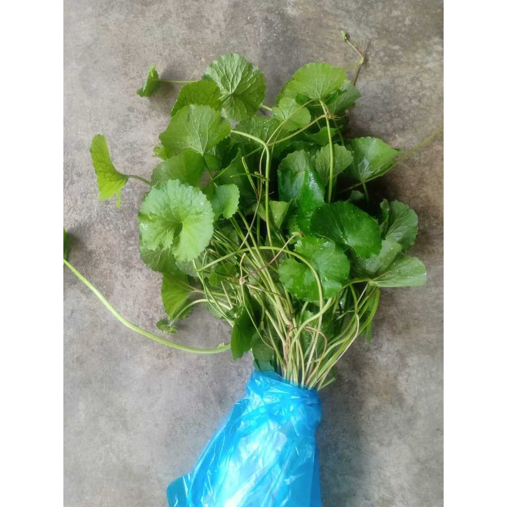 ibit daun pegagan segar/daun antanan/pegagan murah