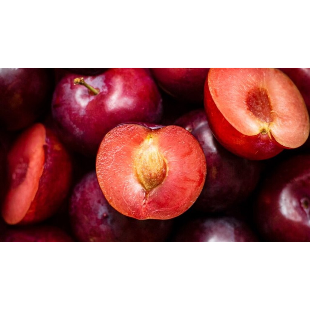 Bibit Buah Plum Ungu