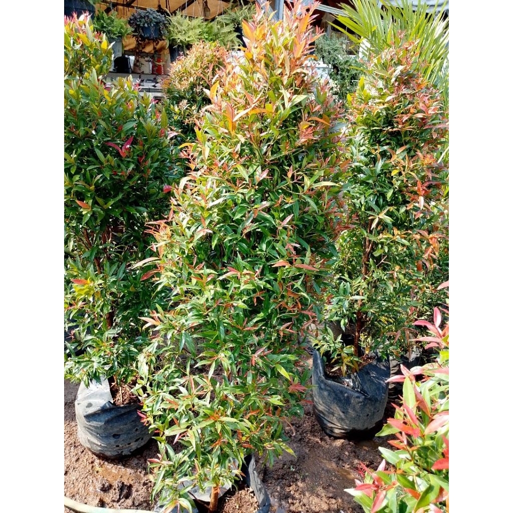 paket Pucuk merah 1,5 meter + pot+ pupuk