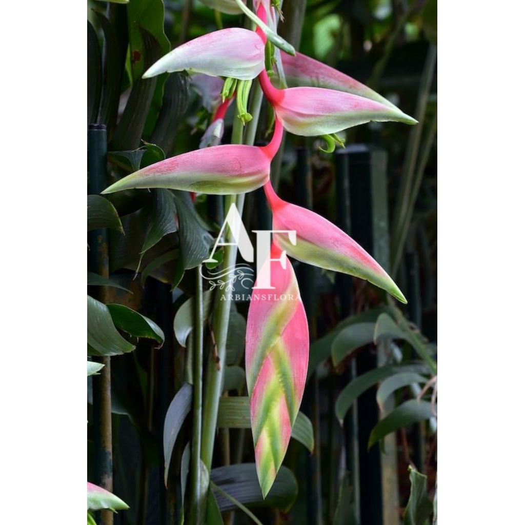 Tanaman Hias Heliconia pinksexy tinggi 60/1M - heliconia bunga pink