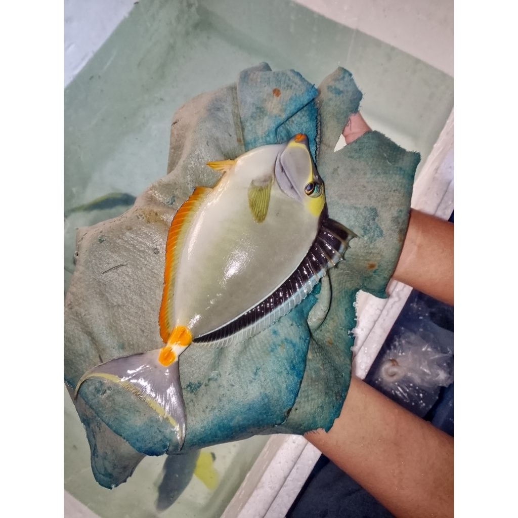 ikan hias laut botana naso bali xxl