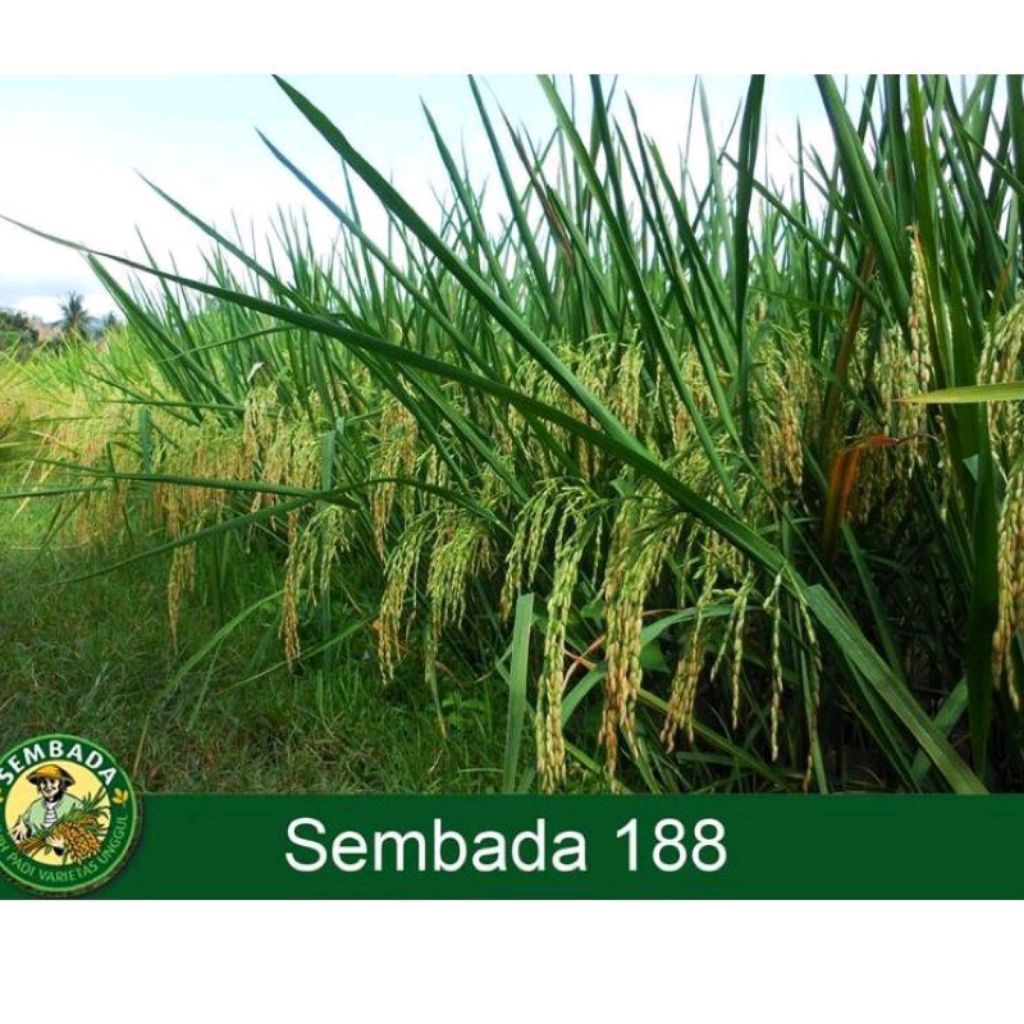 Benih padi hibrida sembada 188 kemasan 1kg. 100% Original