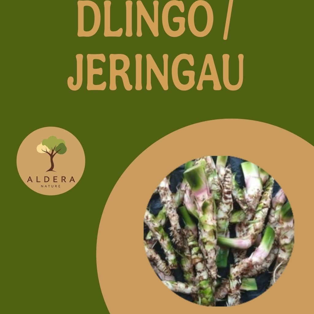 Dlingo / Jeringau