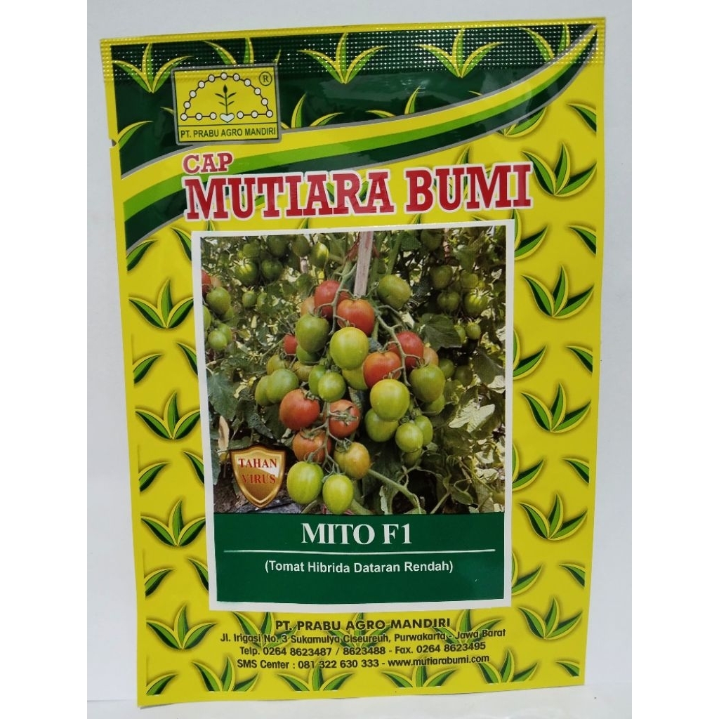 Benih Tomat Mito F1/Tomat dataran rendah hibrida/benih tomat Mutiara bumi Mito F1