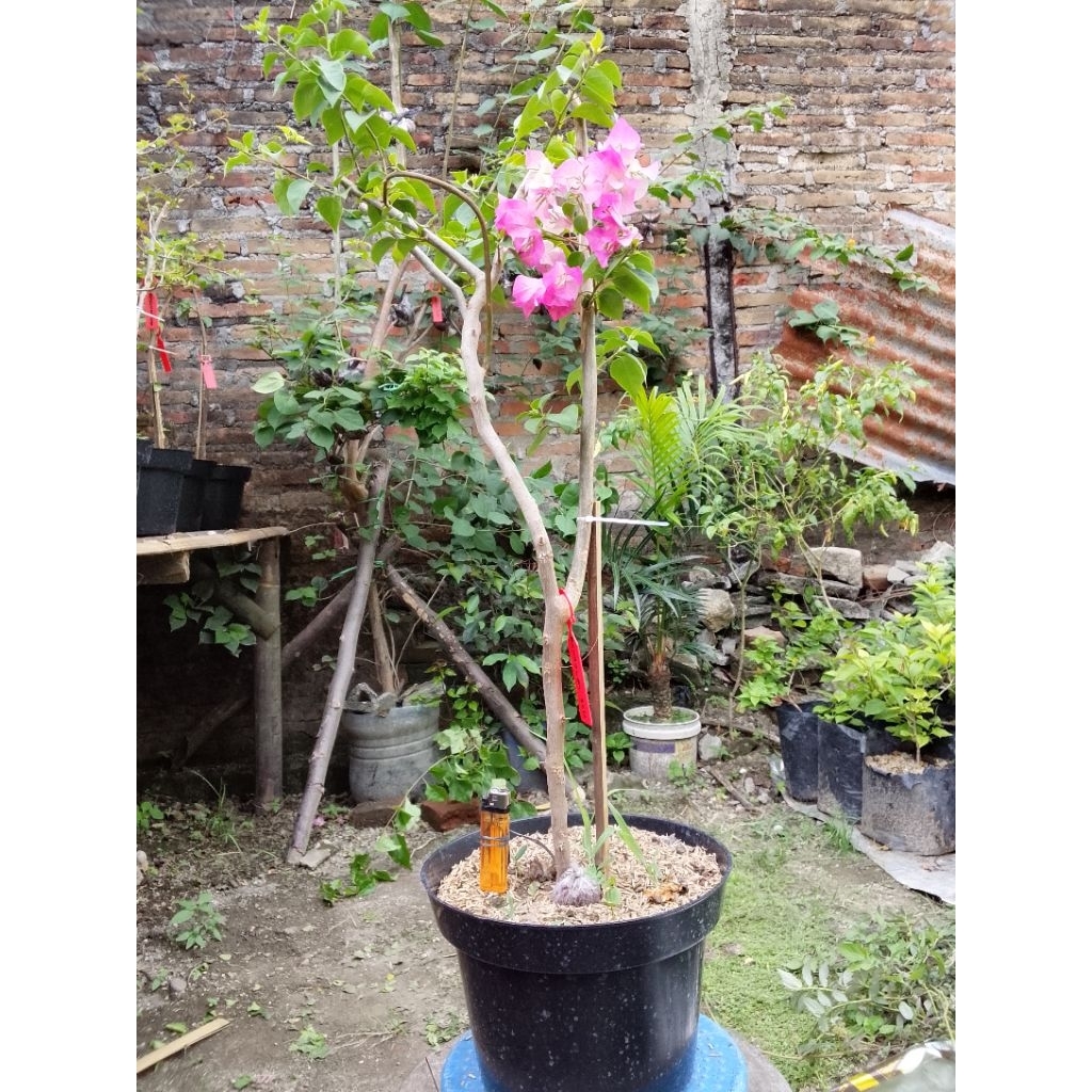 BUGENVIL BENGAWAN SOLO 5