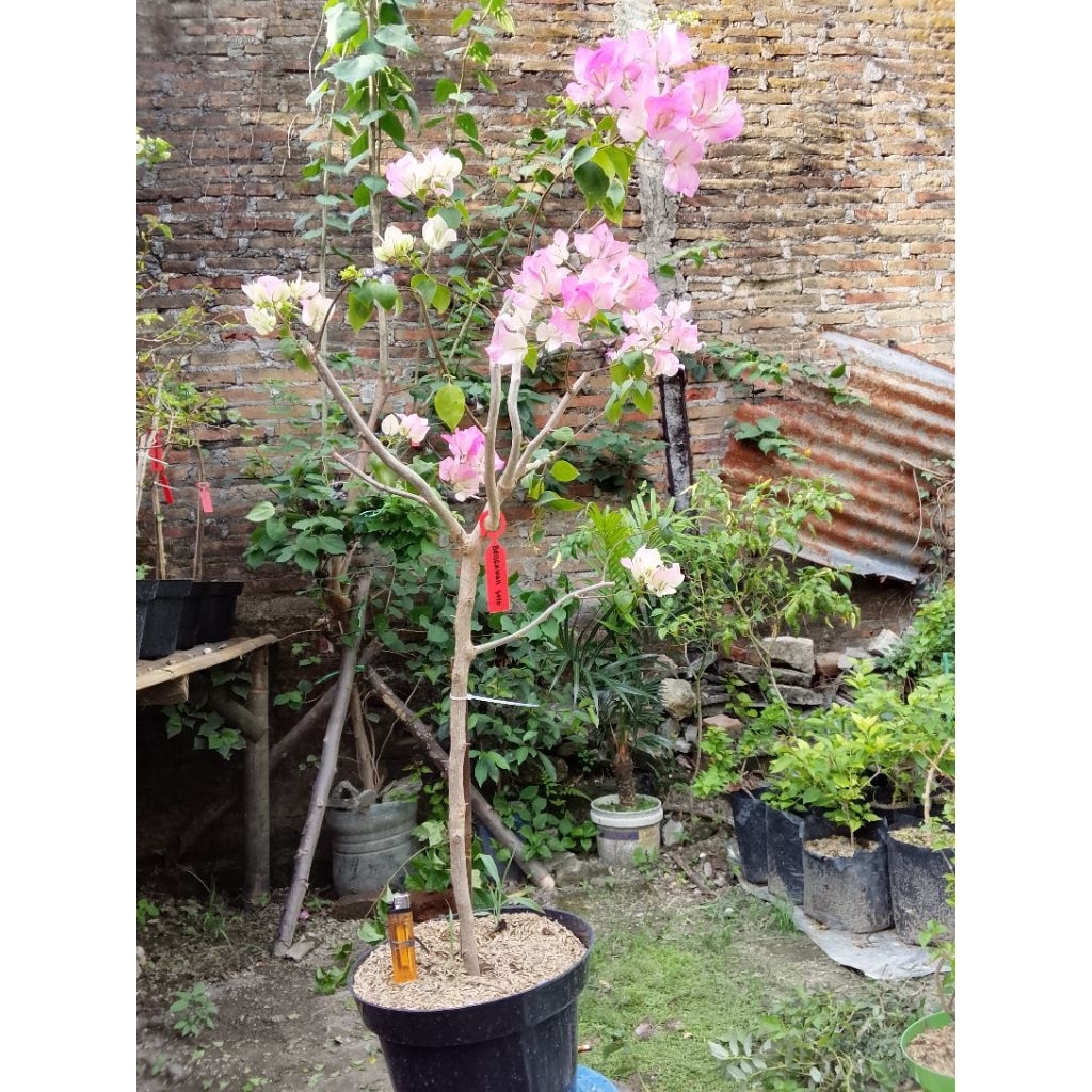 BUGENVIL BENGAWAN SOLO 2