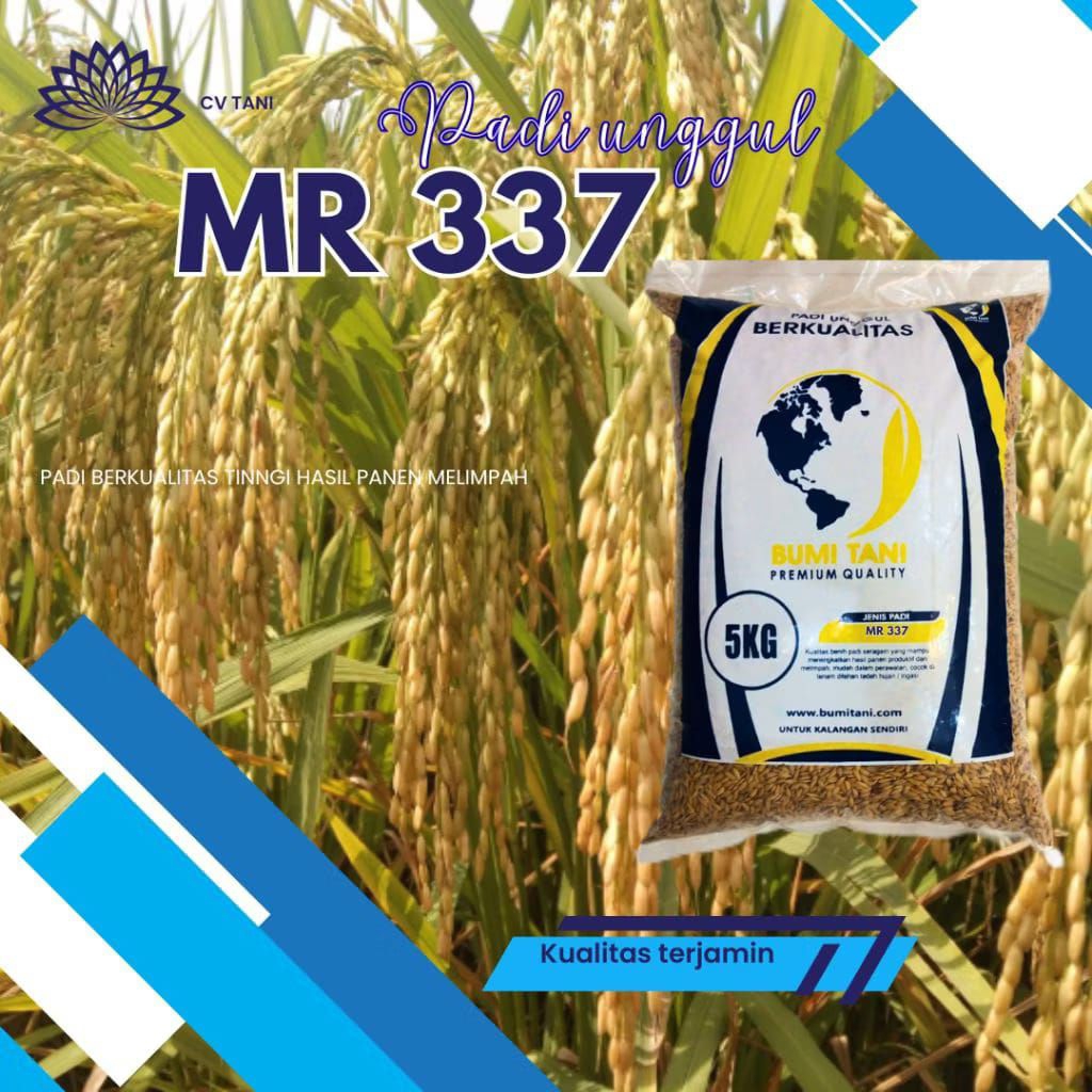 BIBIT PADI UNGGUL MR 337 ORIGINAL KEMASAN 5KG