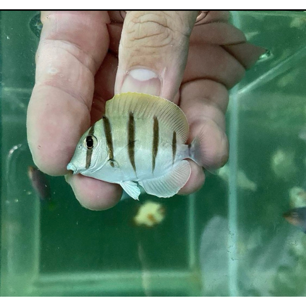 ikan hias laut botana lorek / botana zebra / convict tang