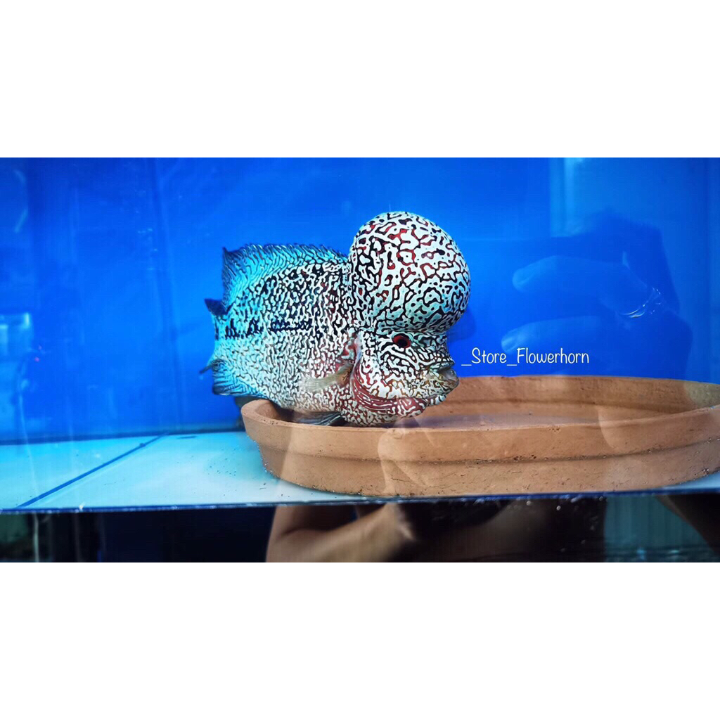 Burayak Louhan Kamfa F4 Thailand