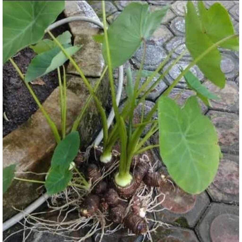 BIBIT TALAS LOMPONG SAYUR