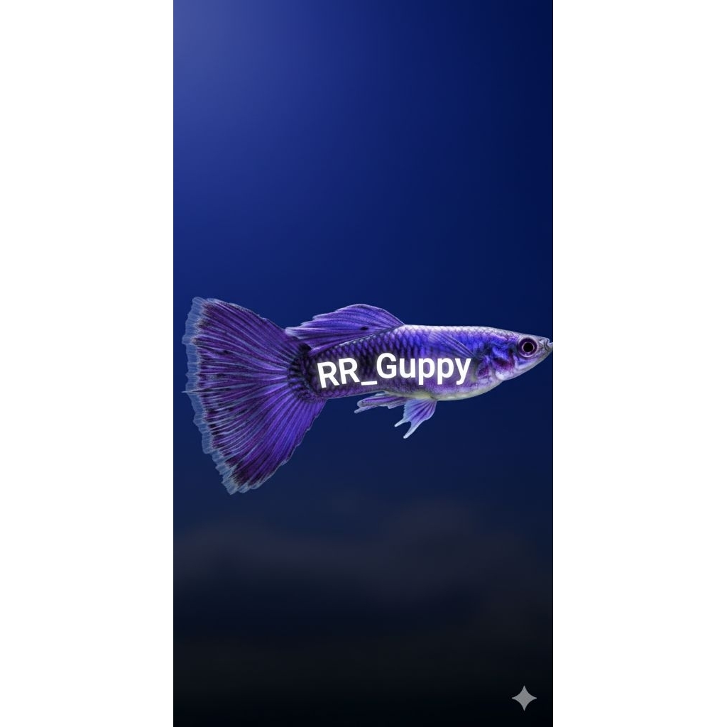 Stiker Guppy Blue Lace