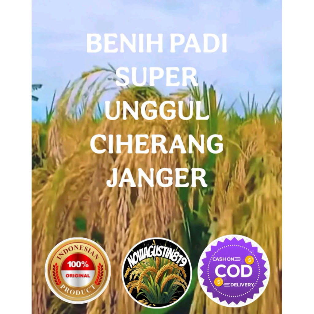 BENIH PADI SUPER UNGGUL CIHERANG JANGER KEMASAN 5KG