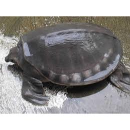 Pio/Bulus/labi-labi Segar Frozen 1kg Daging Enak