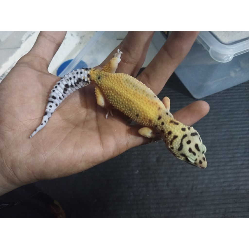 Male Gecko Shtctb Ph tramper