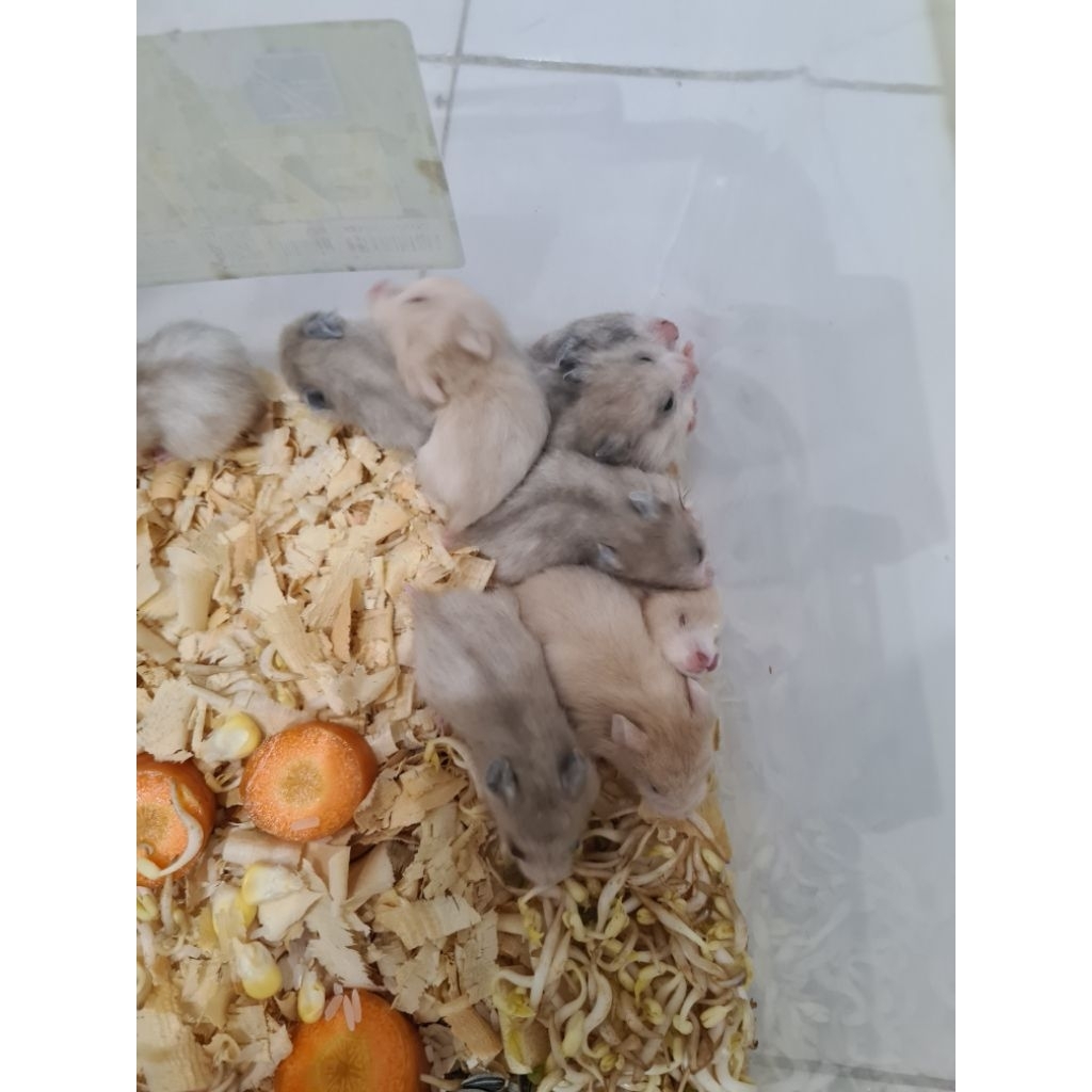 Anakan Hamster Syrian Roan YB, Indukan Roan semua