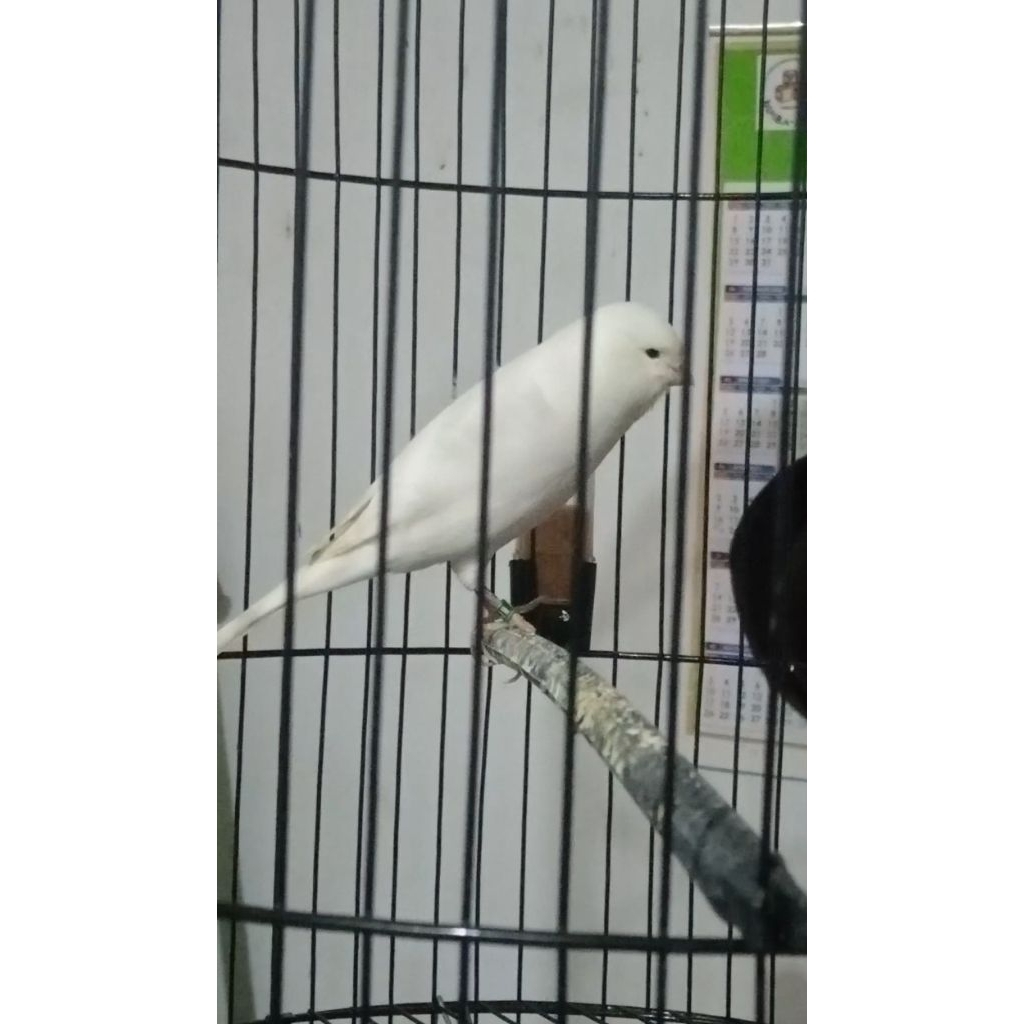burung kenari putih F1YS jantan